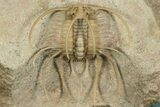 Spiny Boedaspis Trilobite - Museum Quality Specimen #360442-2
